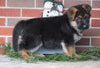 AKC Registered German Shepherd For Sale Baltic, OH Male - Duramax