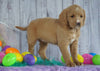 F1B Medium Labradoodle For Sale Millersburg, OH Female- Nova