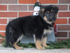 AKC Registered German Shepherd For Sale Baltic, OH Female - Samantha