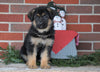 AKC Registered German Shepherd For Sale Baltic, OH Female - Samantha