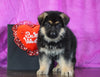 AKC Registered German Shepherd For Sale Baltic, OH Male - Milo