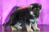 AKC Registered German Shepherd For Sale Baltic, OH Male - Milo