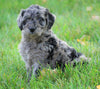 Mini Goldendoodle *BLUE MERLE* For Sale Loudenville, OH Male- Kirby