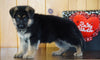 AKC Registered German Shepherd For Sale Baltic, OH Female - Kendra