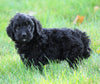 Mini Goldendoodle For Sale Loudenville, OH Male- Patrick