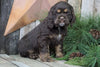 AKC Registered Cocker Spaniel For Sale Wooster, OH Male- Brownie