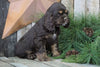 AKC Registered Cocker Spaniel For Sale Wooster, OH Male- Brownie