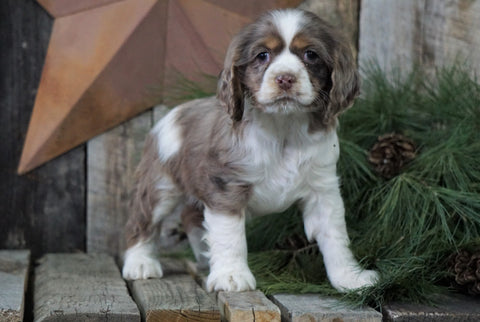 AKC Registered Cocker Spaniel For Sale Wooster, OH Female- Peanut