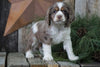 AKC Registered Cocker Spaniel For Sale Wooster, OH Female- Peanut