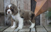 AKC Registered Cocker Spaniel For Sale Wooster, OH Female- Peanut