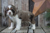AKC Registered Cocker Spaniel For Sale Wooster, OH Female- Peanut