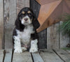 AKC Registered Cocker Spaniel For Sale Wooster, OH Male- Patches