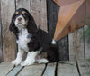 AKC Registered Cocker Spaniel For Sale Wooster, OH Male- Patches