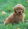 Mini Goldendoodle For Sale Loudenville, OH Male- Anson