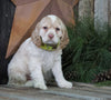 AKC Registered Cocker Spaniel For Sale Wooster, OH Female- Pearl