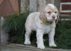 AKC Registered Cocker Spaniel For Sale Wooster, OH Female- Pearl