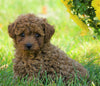AKC Registered Toy Poodle For Sale Loudenville, OH Female- Amber