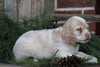 AKC Registered Cocker Spaniel For Sale Wooster, OH Female- Pearl