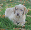 AKC Registered Labrador Retriever Four Sale Sugarcreek, OH Male-Amigo