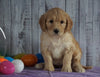 F1B Medium Labradoodle For Sale Millersburg, OH Female- Neena