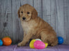 F1B Medium Labradoodle For Sale Millersburg, OH Female- Neena
