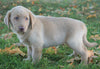 AKC Registered Labrador Retriever Four Sale Sugarcreek, OH Male-Amigo