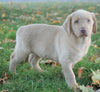 AKC Registered Labrador Retriever Four Sale Sugarcreek, OH Male-Amigo