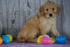 F1B Medium Labradoodle For Sale Millersburg, OH Female- Neena