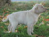 AKC Registered Labrador Retriever For Sale Sugarcreek, OH Male- Kirby