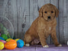F1B Medium Labradoodle For Sale Millersburg, OH Female- Natalie
