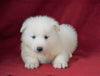AKC Registered Samoyed For Sale Danville, OH Female- Mindy