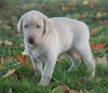 AKC Registered Labrador Retriever For Sale Sugarcreek, OH Male- Kirby