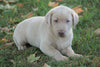 AKC Registered Labrador Retriever For Sale Sugarcreek, OH Male- Kirby