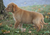 AKC Registered Labrador Retriever For Sale Sugarcreek, OH Male- Champ