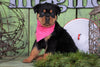 AKC Registered Rottweiler For Sale Sugarcreek, OH Female - Macey
