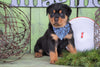 AKC Registered Rottweiler For Sale Sugarcreek, OH Male - Rambo