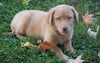 AKC Registered Labrador Retriever For Sale Sugarcreek, OH Male- Champ