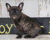 Frenchton For Sale Millersburg, OH Male - Dakota