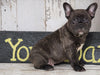 Frenchton For Sale Millersburg, OH Male - Dakota