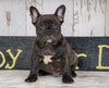 Frenchton For Sale Millersburg, OH Male - Dakota