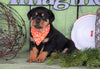 AKC Registered Rottweiler For Sale Sugarcreek, OH Female - Roxy