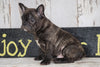 Frenchton For Sale Millersburg, OH Male - Dakota