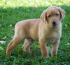 AKC Registered Labrador Retriever For Sale Sugarcreek, OH Male-Rocky