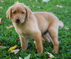 AKC Registered Labrador Retriever For Sale Sugarcreek, OH Male-Rocky