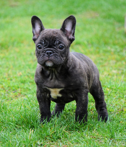 Frenchton For Sale Millersburg, OH Male - Dakota