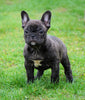 Frenchton For Sale Millersburg, OH Male - Dakota