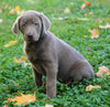 AKC Registered Silver Labrador Retriever For Sale Sugarcreek, OH Male - Diesel
