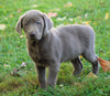 AKC Registered Silver Labrador Retriever For Sale Sugarcreek, OH Male - Diesel