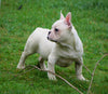 AKC Registered French Bulldog For Sale Millersburg, OH Male - Timmy