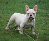 AKC Registered French Bulldog For Sale Millersburg, OH Male - Timmy